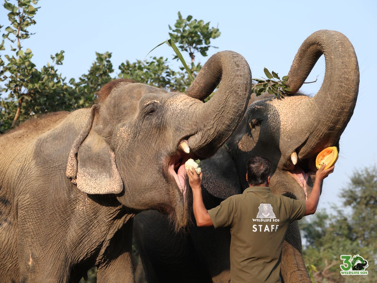 हथिनी मिया की आज़ादी का एक दशक: सर्कस में करतब दिखाने से लेकर सुरक्षित देखभाल तक का सफ़र