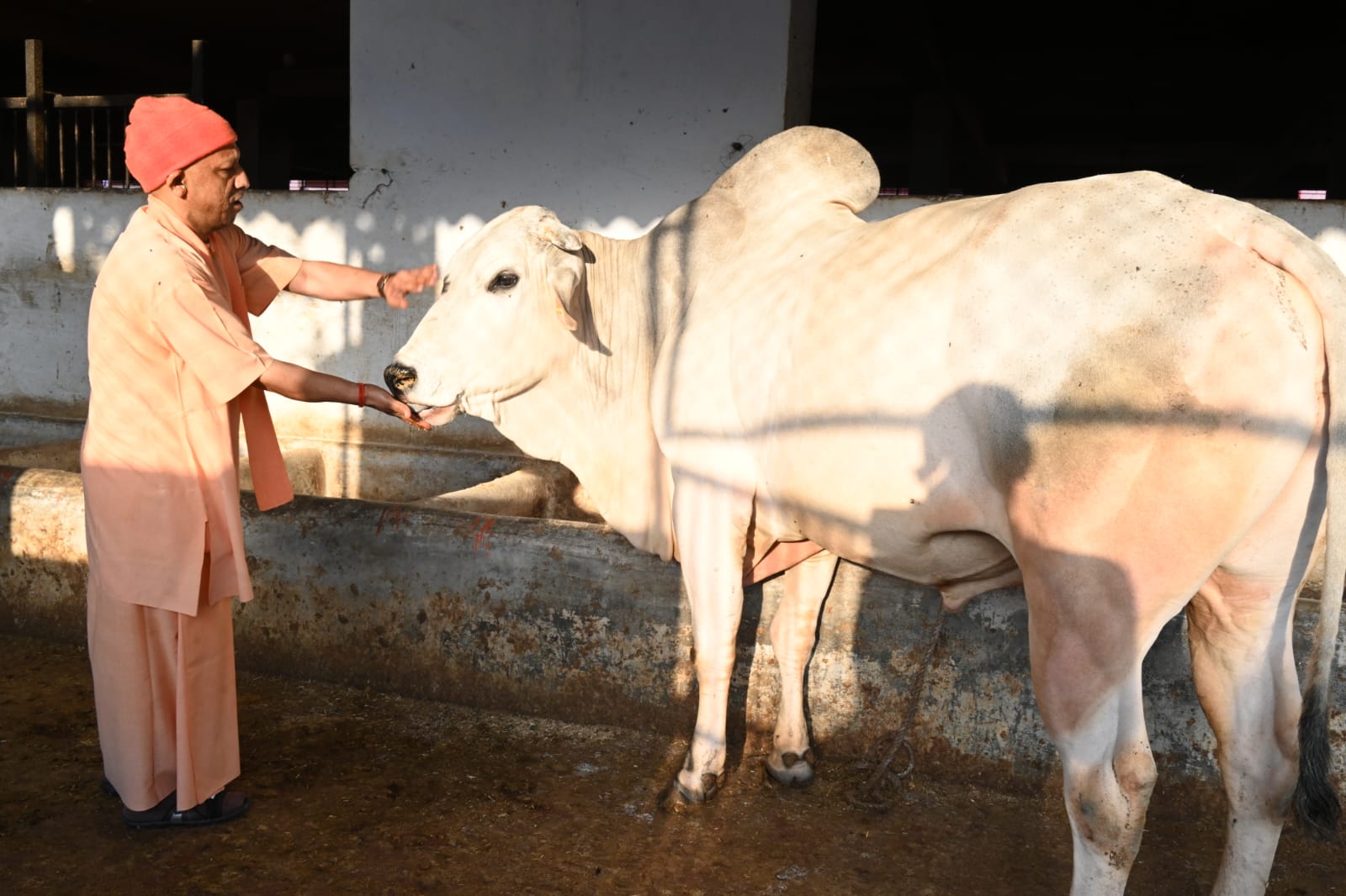 गोसेवा में रमे सीएम योगी, गोवंश को खिलाया गुड़-रोटी