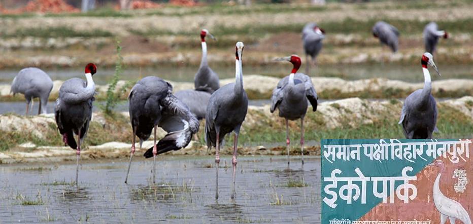मैनपुरी और इटावा में विकसित होगा सारस सर्किट, सारस संरक्षण के साथ इको टूरिज्म को बढ़ावा